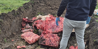 1 TON KAÇAK SAKATAT ELE GEÇİRİLDİ